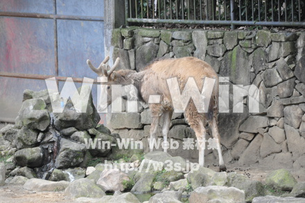 シカの写真素材 W-009646