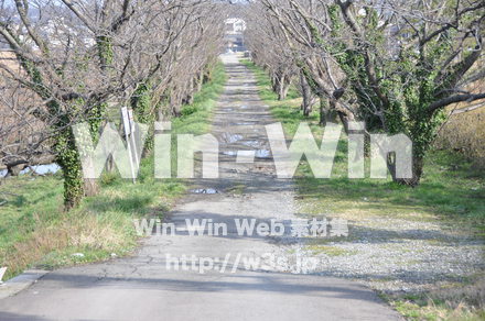 並木道の写真素材 W-009043