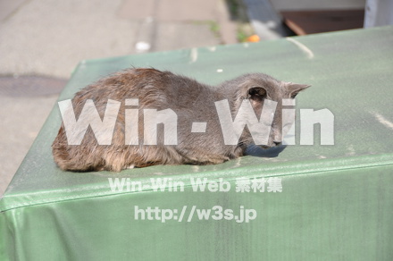 猫の写真素材 W-009136