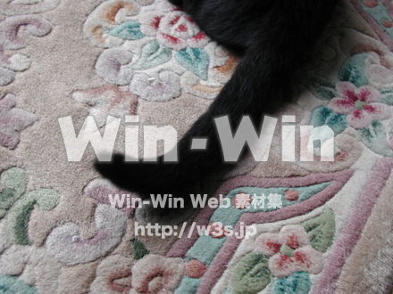 猫の写真素材 W-009133