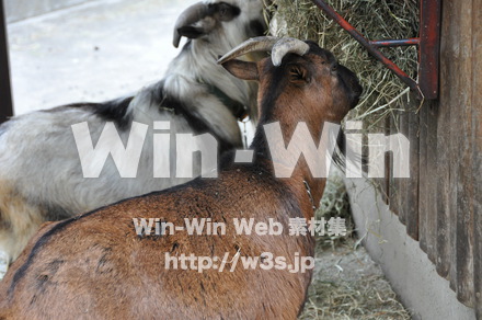 ヤギの写真素材 W-009338