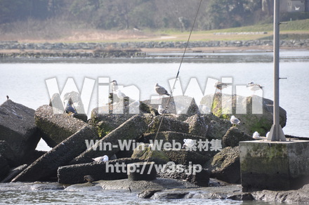 水辺の鳥の写真素材 W-009213