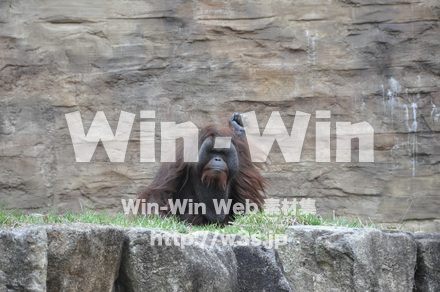 オラウータンの写真素材 W-009575