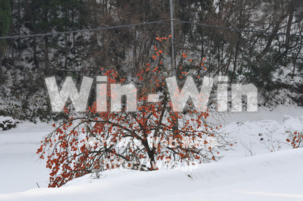 柿の木の写真素材 W-008246