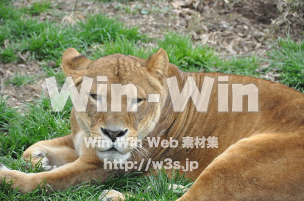 ライオンの写真素材 W-009519