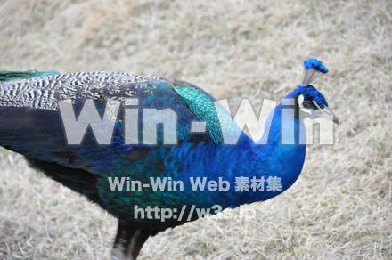 孔雀の写真素材 W-009142