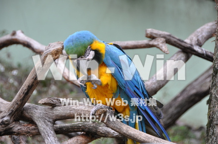 インコの写真素材 W-009300