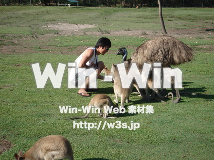 カンガルーの写真素材 W-009589