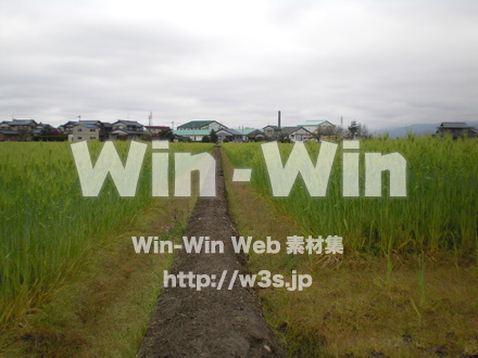 お米の写真素材 W-008278