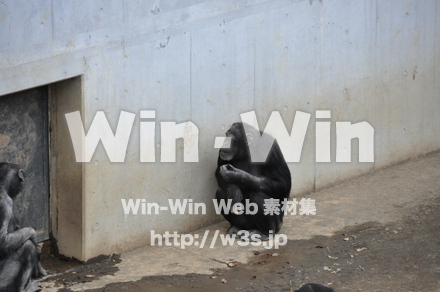 チンパンジーの写真素材 W-009538