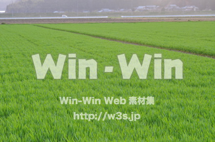 お米の写真素材 W-008281