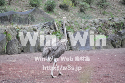 水辺の鳥の写真素材 W-009246