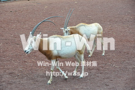 オリックスの写真素材 W-009641