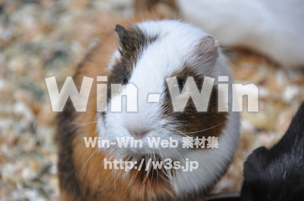 モルモットの写真素材 W-009658