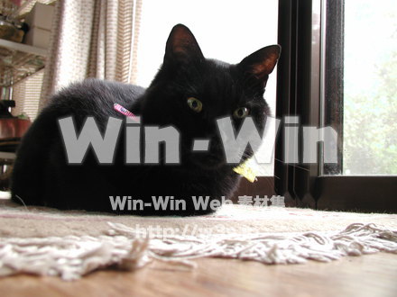 猫の写真素材 W-009135