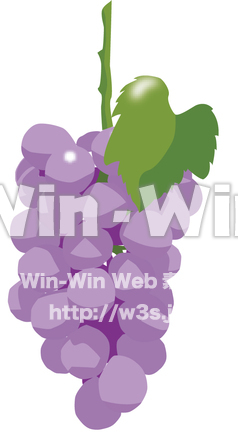 ぶどうのCG・イラスト素材 W-009260