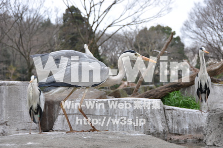 水辺の鳥の写真素材 W-009239