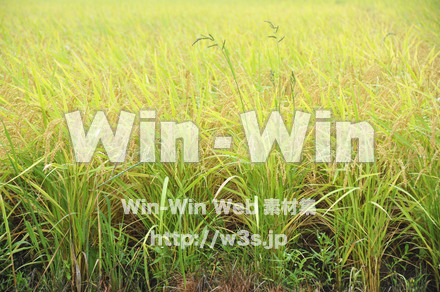 お米の写真素材 W-008272