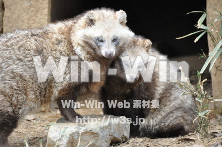 たぬきの写真素材 W-009612