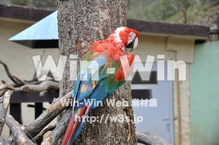インコの写真素材 W-009301