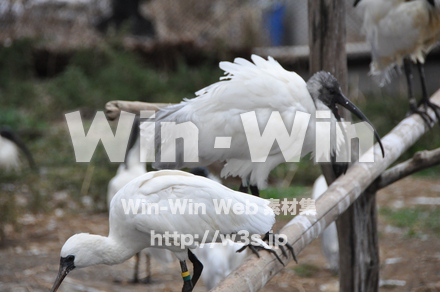 水辺の鳥の写真素材 W-009216