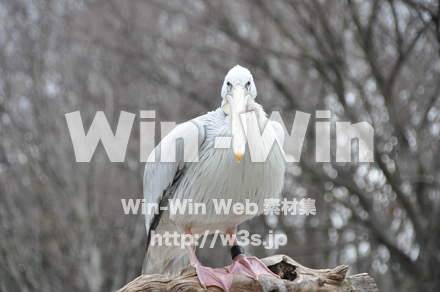 水辺の鳥の写真素材 W-009232