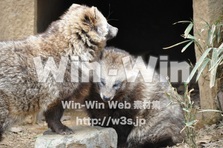 たぬきの写真素材 W-009613