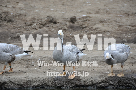 水辺の鳥の写真素材 W-009227