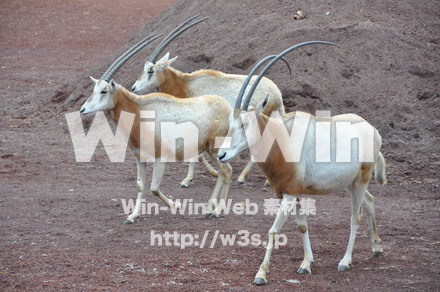 オリックスの写真素材 W-009639