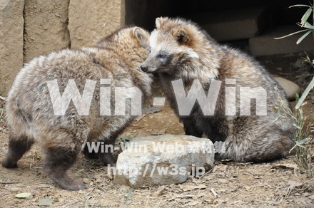 たぬきの写真素材 W-009611