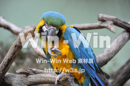 インコの写真素材 W-009299