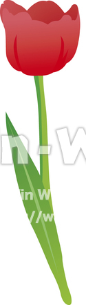 チューリップのCG・イラスト素材 W-009878