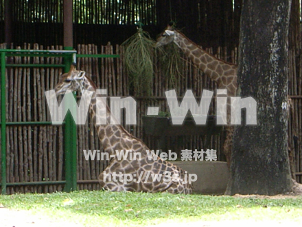 キリンの写真素材 W-009633