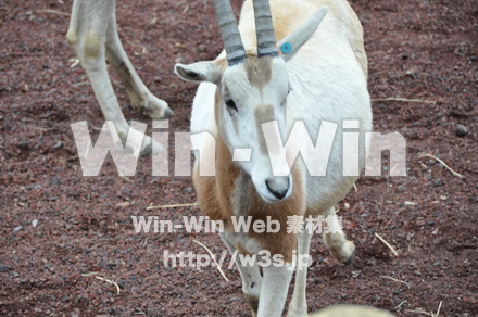 オリックスの写真素材 W-009643