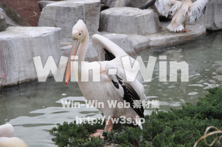 水辺の鳥の写真素材 W-009245