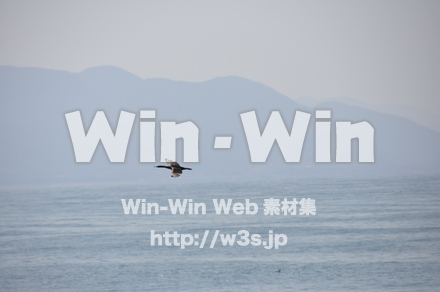 水辺の鳥の写真素材 W-009212