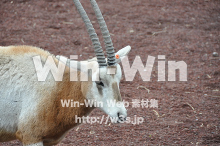 オリックスの写真素材 W-009642