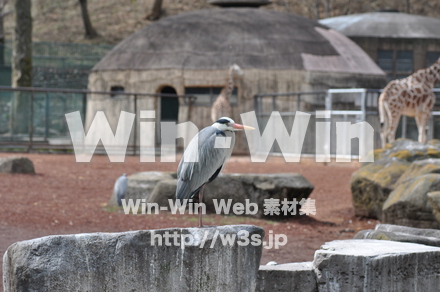 水辺の鳥の写真素材 W-009229