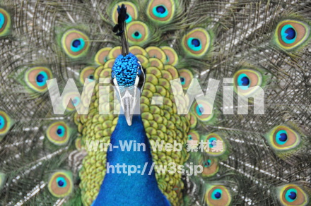 孔雀の写真素材 W-009144