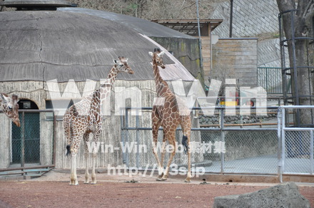 キリンの写真素材 W-009631