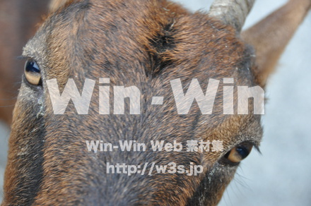 ヤギの写真素材 W-009333