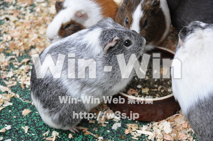 モルモットの写真素材 W-009661