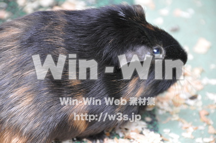 モルモットの写真素材 W-009662