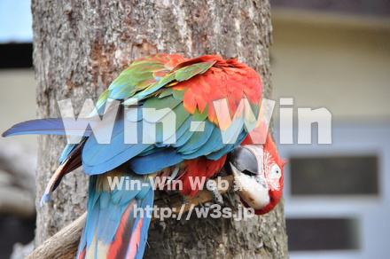 インコの写真素材 W-009296