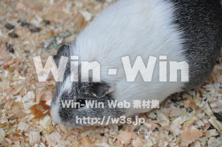 モルモットの写真素材 W-009660