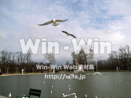 水辺の鳥の写真素材 W-009247