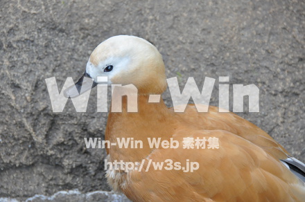 アカツクシガモの写真素材 W-009153