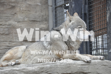 オオカミの写真素材 W-009650