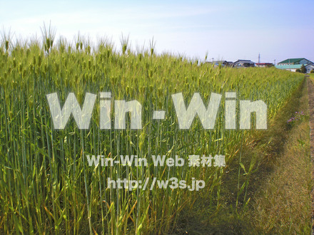 田んぼの写真素材 W-008275