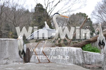 水辺の鳥の写真素材 W-009238